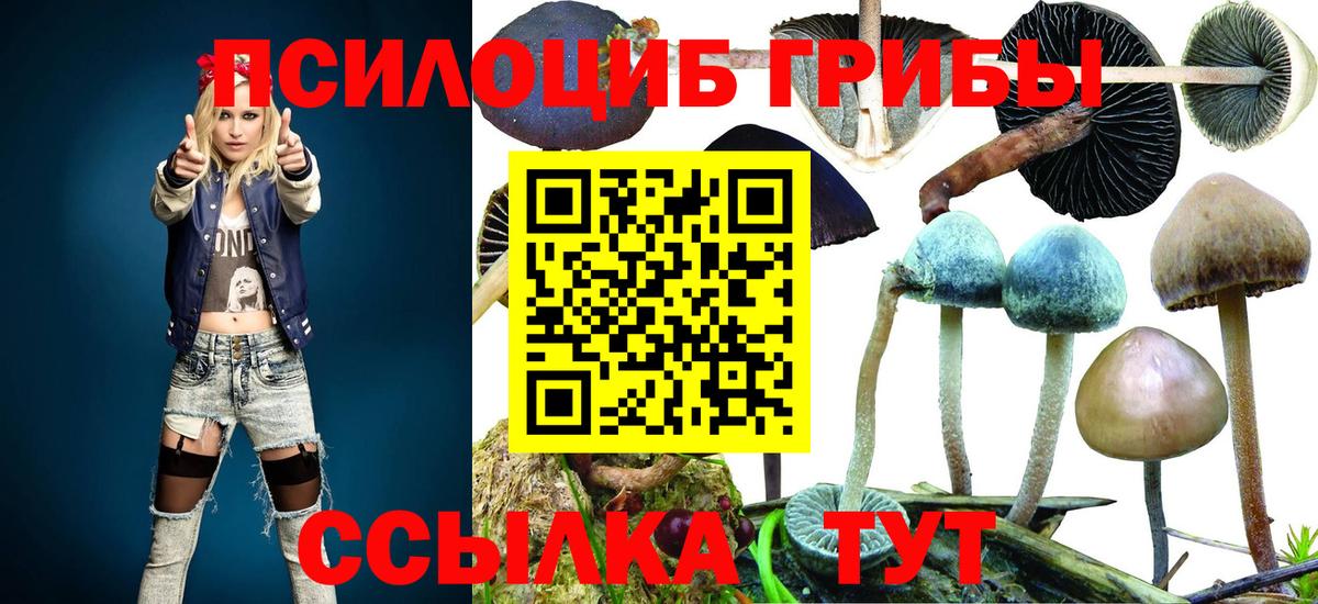 Элиста  Галлюциногенные грибы Psilocybe  Вход с VPN 